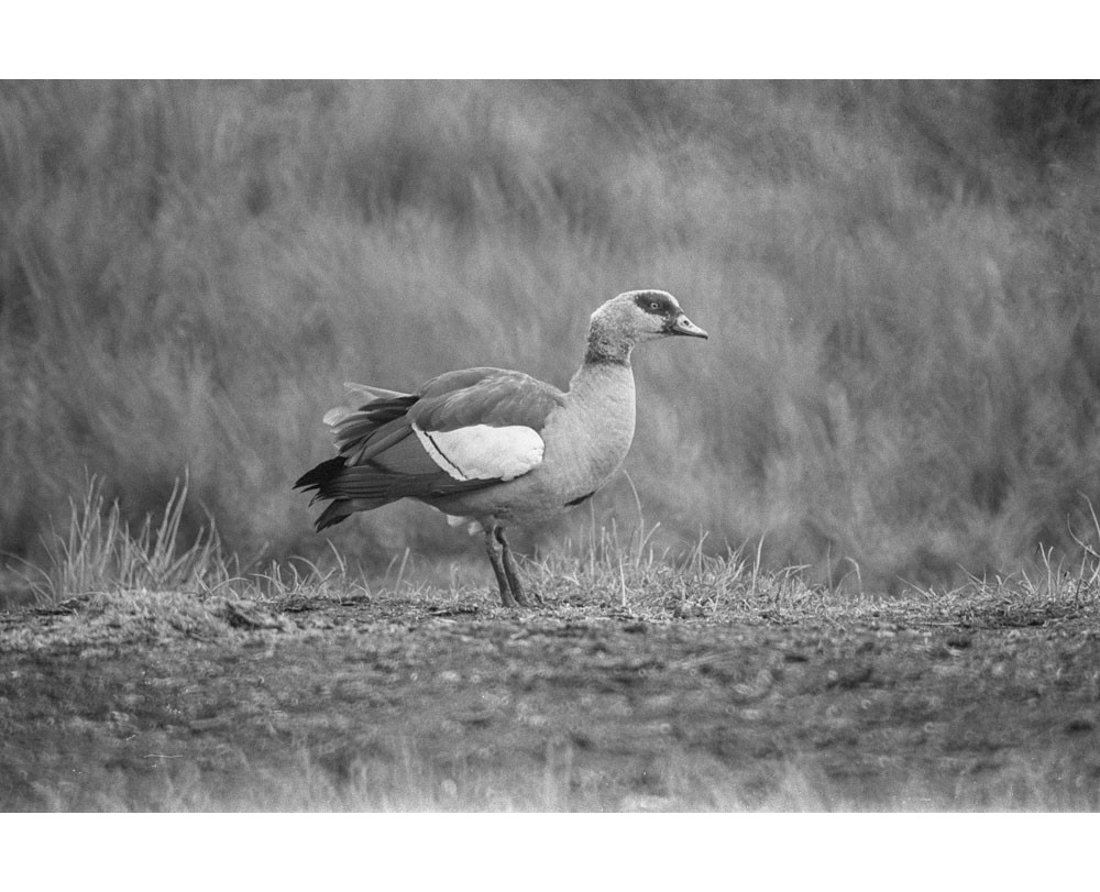 Dove