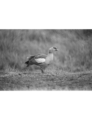 Dove