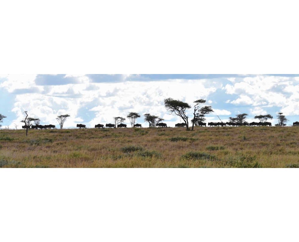 wildpanorama