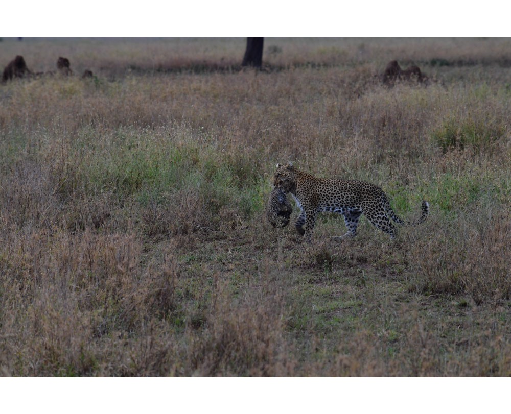 Leopard and her cub