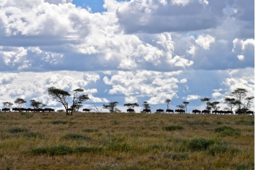 Wildebeest