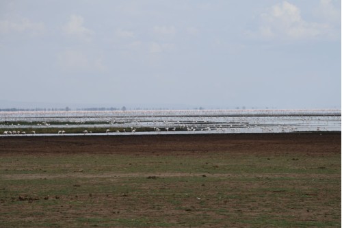 Flamingoes