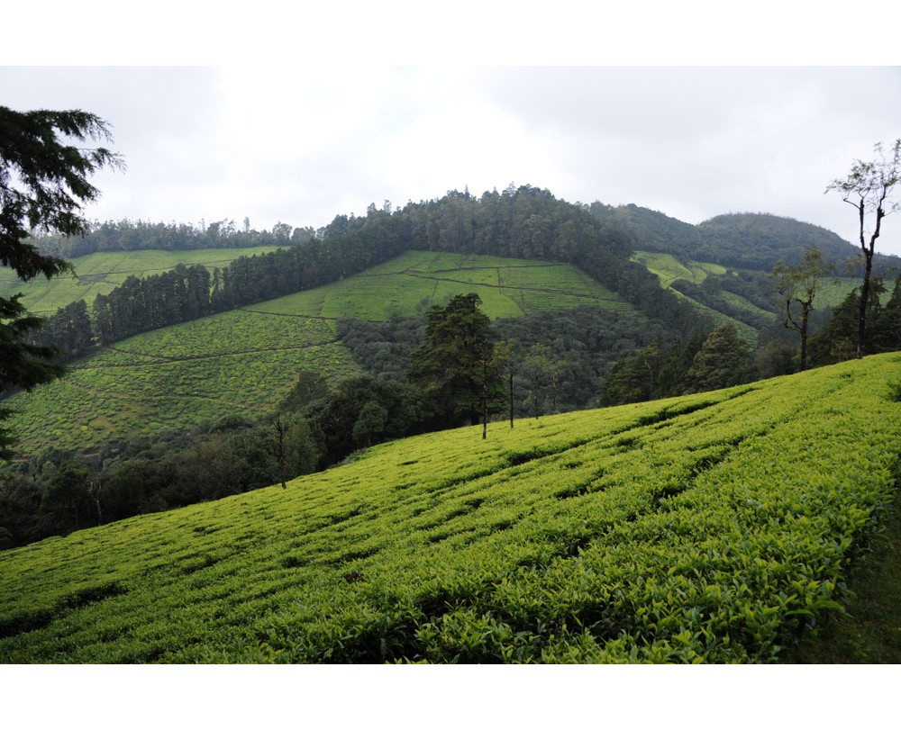 Korakundah Tea Estate