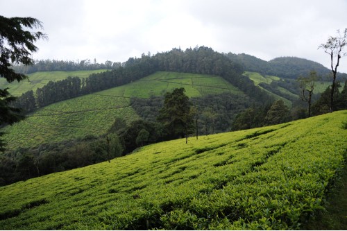 Korakundah Tea Estate