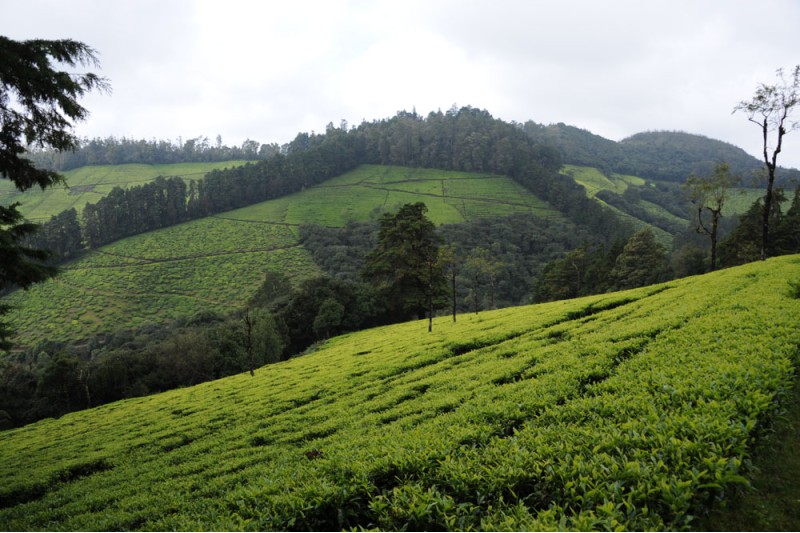 Korakundah Tea Estate