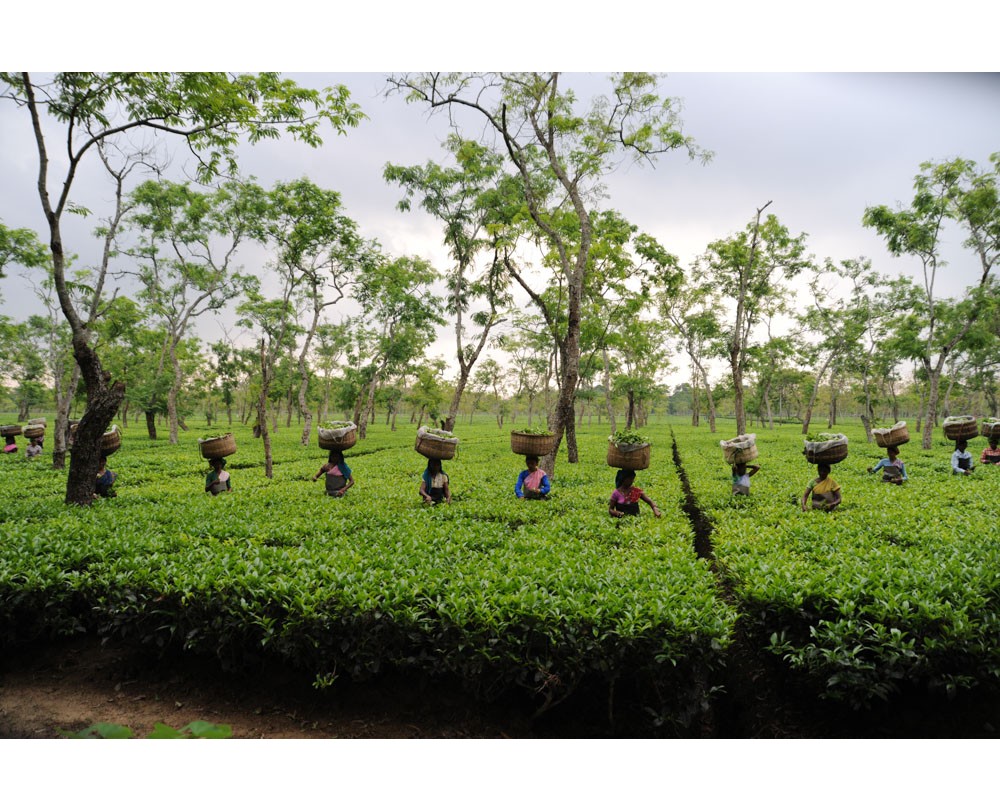 Tea estate