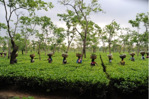 Tea estate