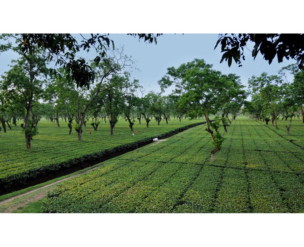Greenwood Tea Estate