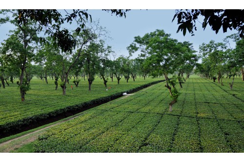 Greenwood Tea Estate
