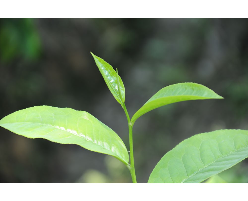 Tea Leaf
