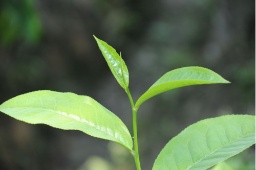 Tea Leaf