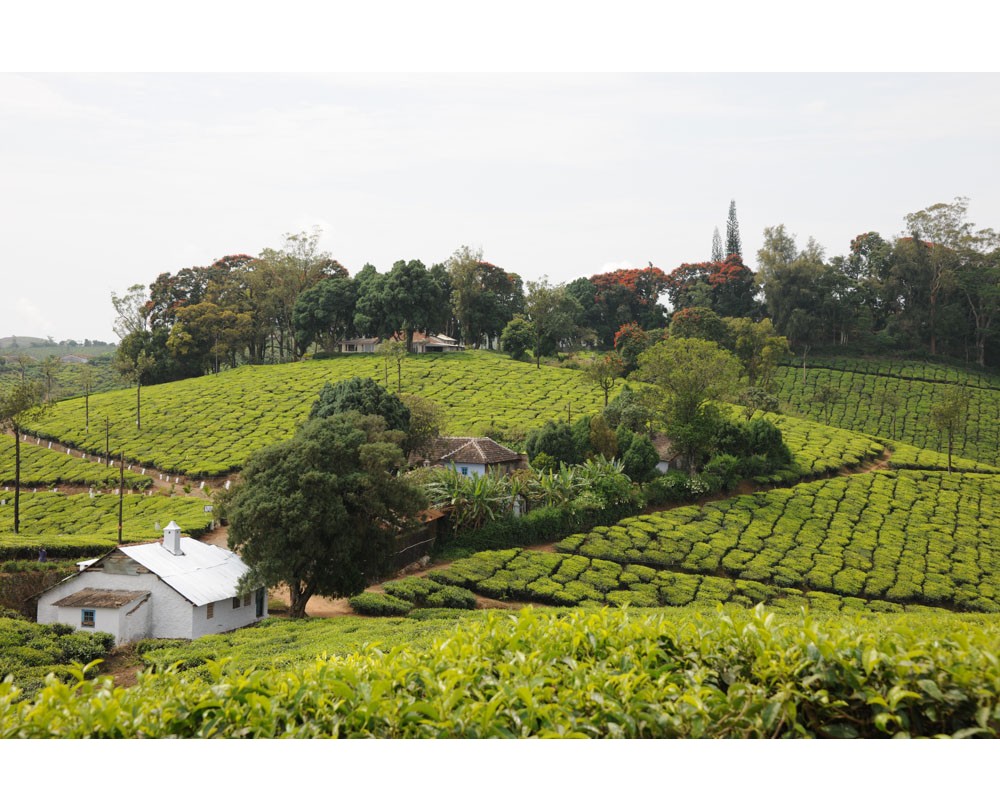 Wallardie Tea Estate of Harrisons