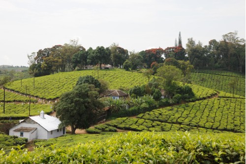 Wallardie Tea Estate of Harrisons