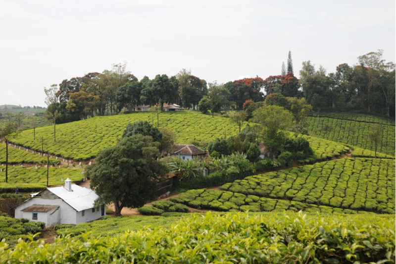 Wallardie Tea Estate of Harrisons