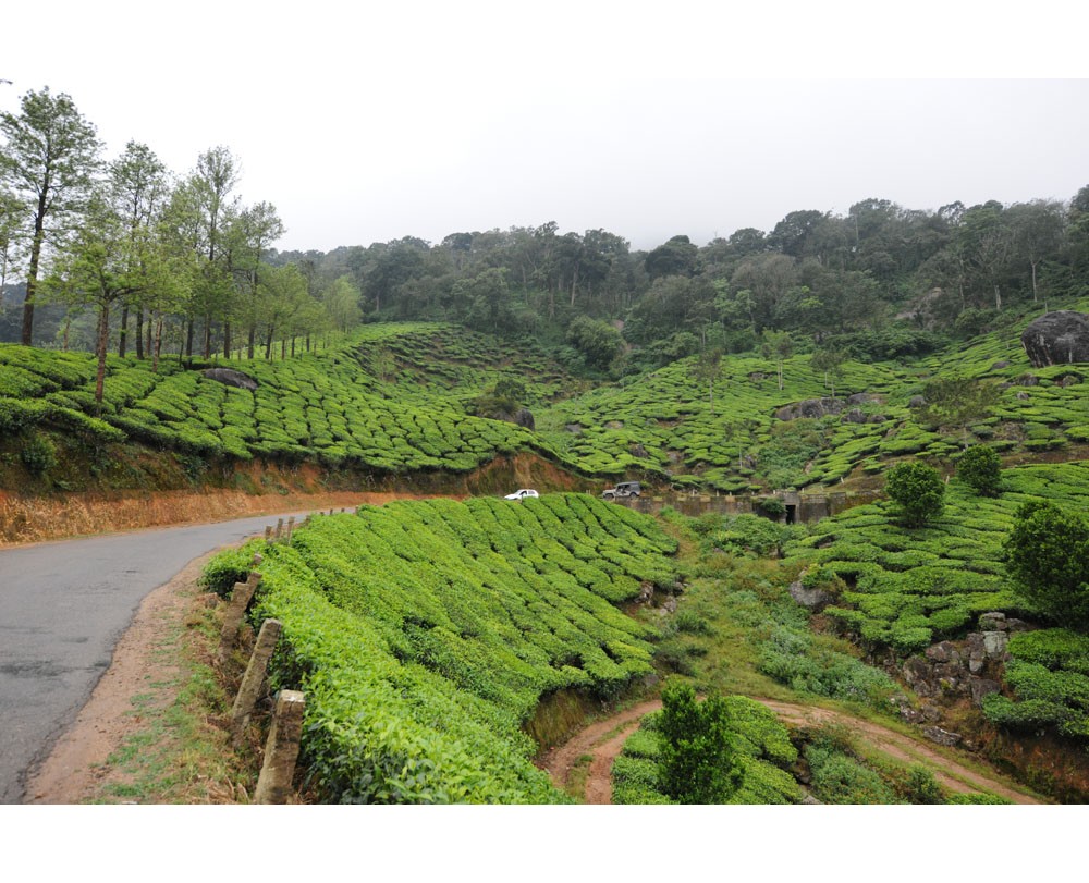 Panorama of Rolling Hills