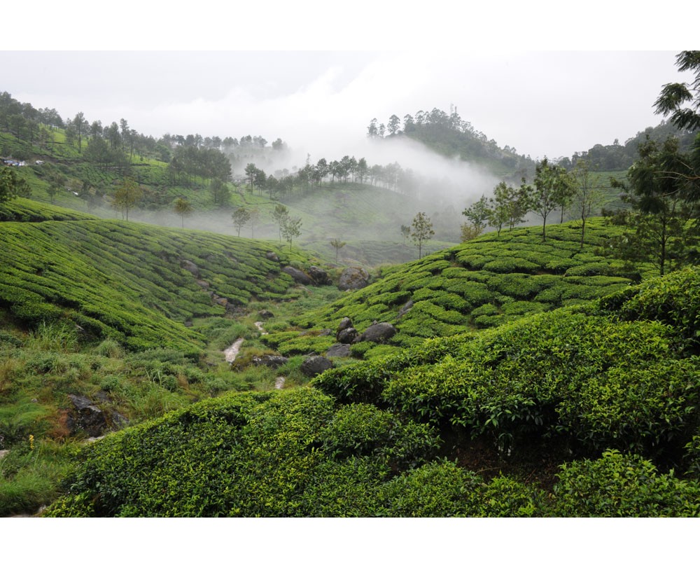 Munnar 