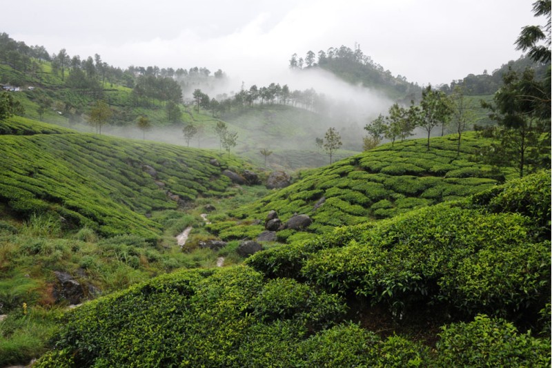 Munnar 