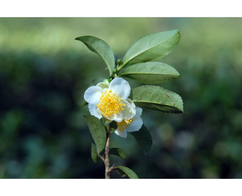 Camellia Sinensis