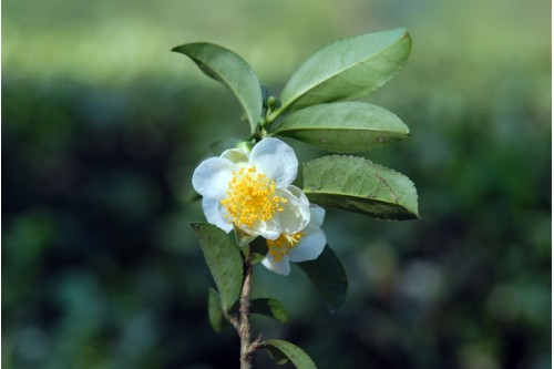 Camellia Sinensis